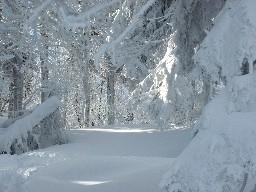 Zieleniec 2003